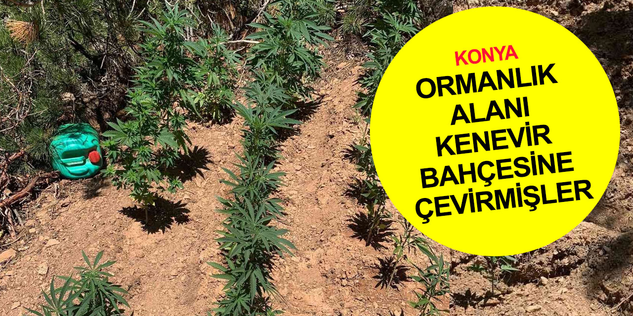 Konya Hüyük'te ormanlık alana Hint keneviri eken 2 kişi tutuklandı