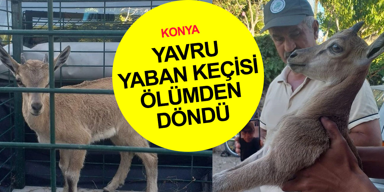 Alkışlar Konyalı çiftçiye! Kanala düşen yavru yaban keçisini annesine kavuşturdu