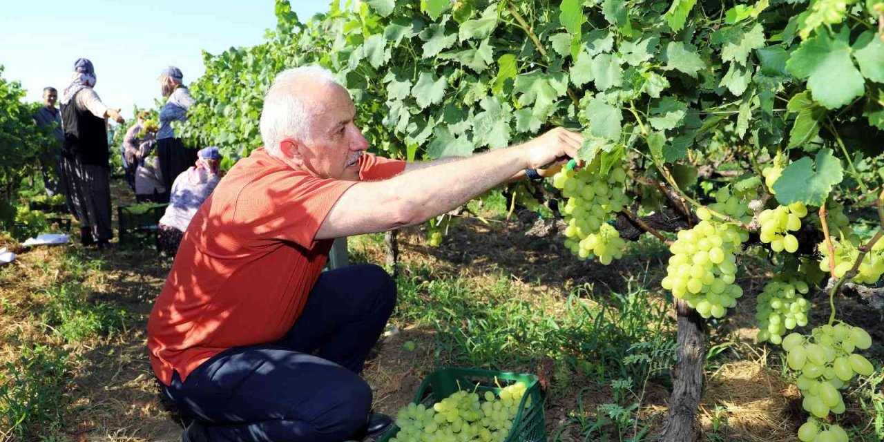 Mersin’de üzüm şenliği hazırlıkları başladı