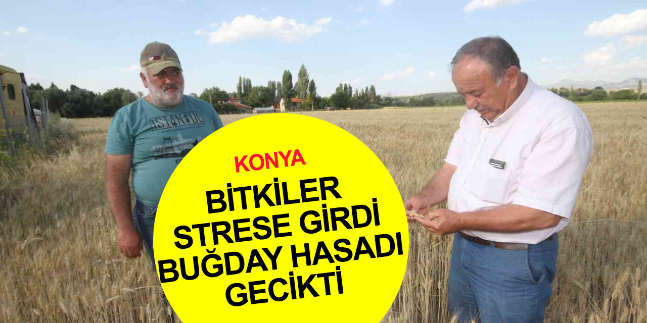 Konya’da arpa hasadı bitti! Buğday 20 gün geç kaldı