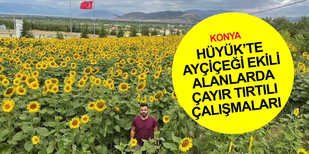 Konya'da yağlık ayçiçeği tarlalarında Marmara'da artış gösteren çayır tırtılına karşı önlem