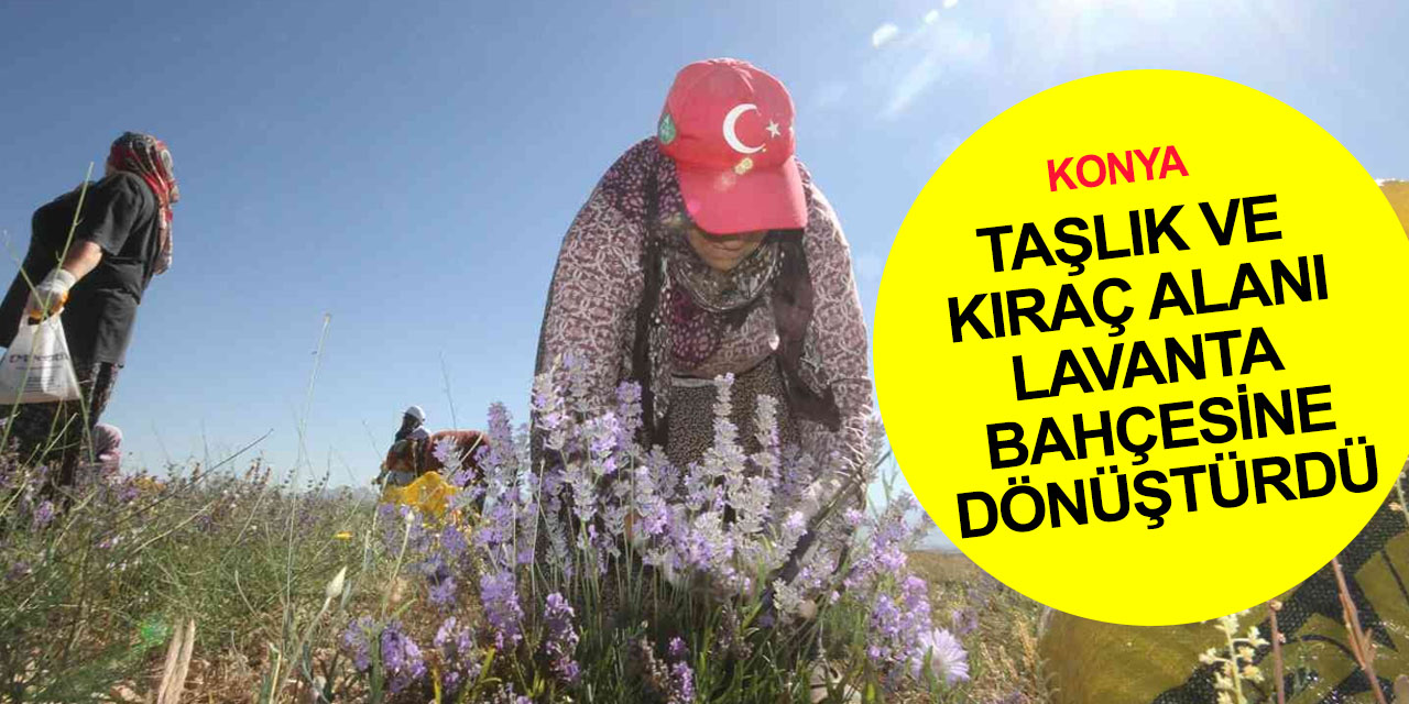 Pandemide memleketine döndü! Konya'da taşlık alanı lavanta bahçesine dönüştürdü! Balını da üretecek