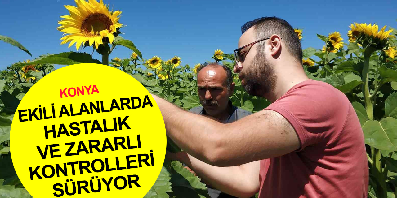Konya Beyşehir’de tarlalarda hastalık ve zararlı kontrolleri! Çiftçiye kırmızı örümcek uyarısı
