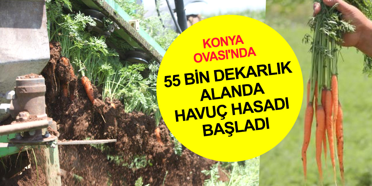 Konya'da havuç hasadı başladı! Türkiye'nin yüzde 65'i o bölgeden