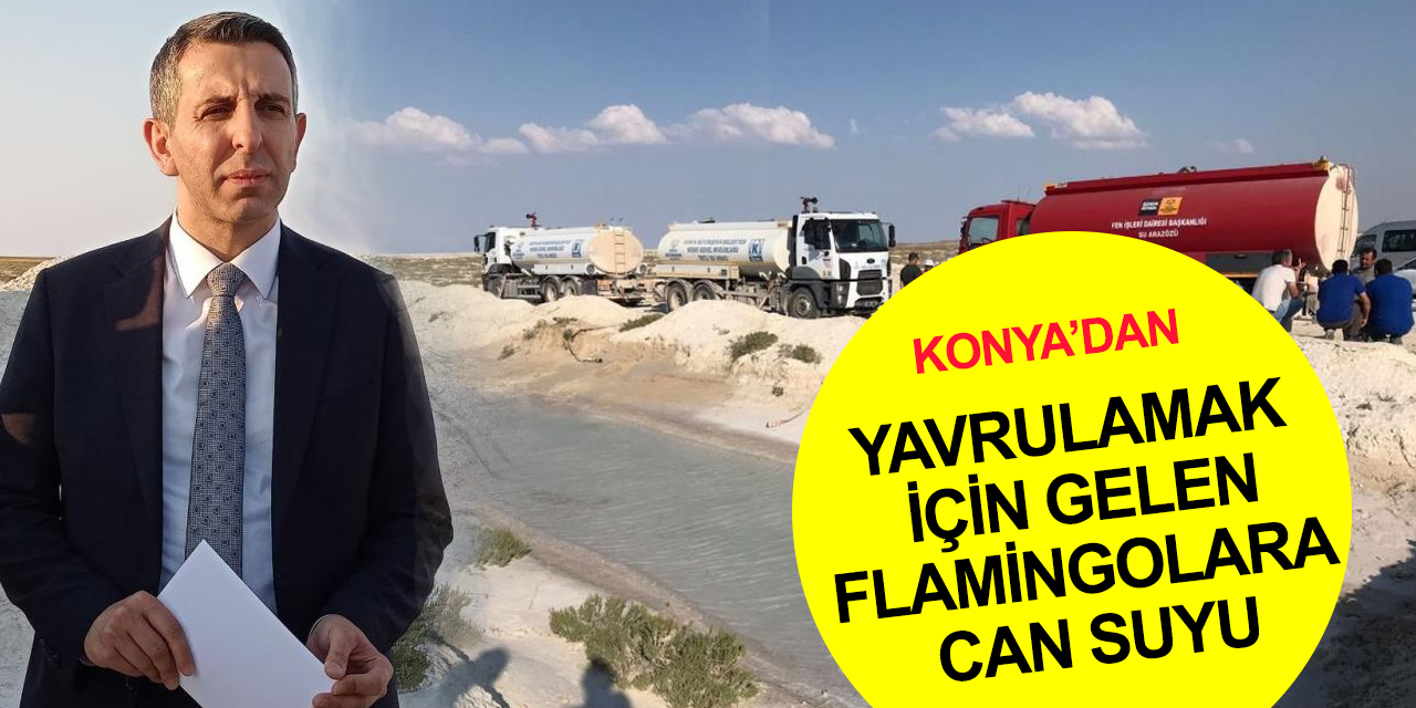 Konya Havzası ve Tuz Gölü'nde su çekildi! Yavrulamak için öle gelen flamingolara taşıma can suyu