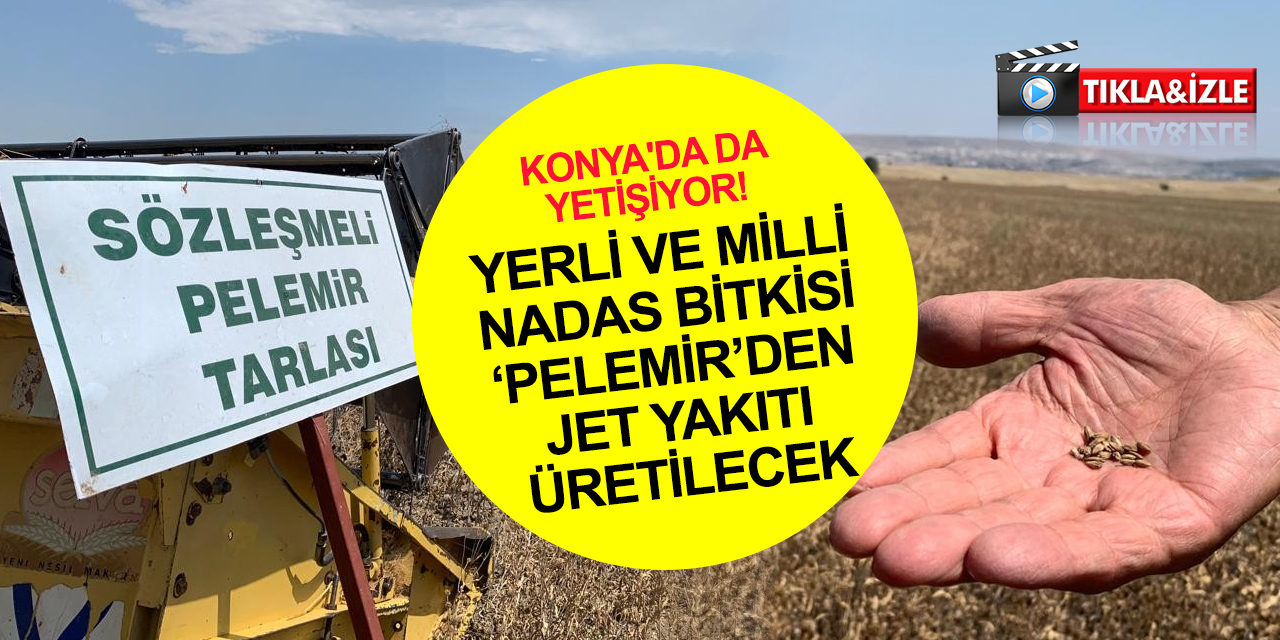 Konya'da da yetişiyor! Yerli ve milli nadas bitkisi 'pelemir'den jet yakıtı üretilecek