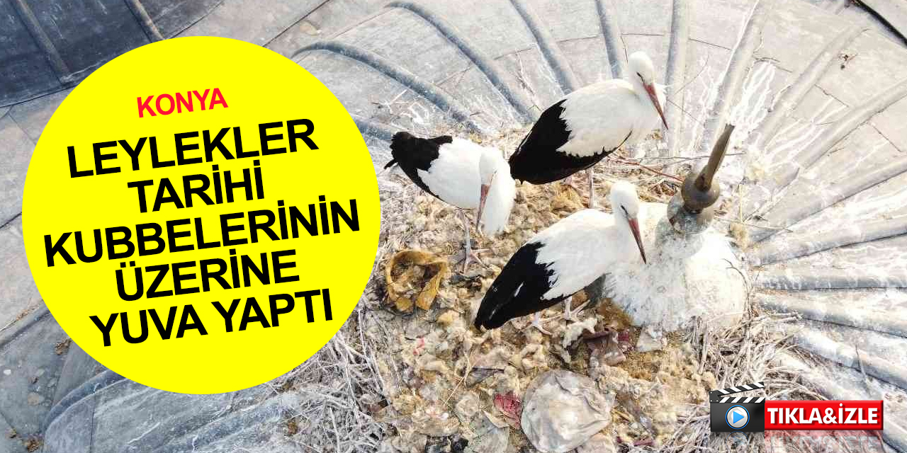 Konya'da tarihi bedestende yuva yapan leylekler neşe kaynağı oldu