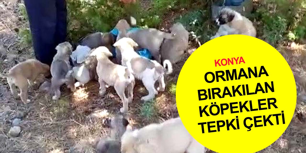 Konya'da ormana bırakılan 21 yavru köpek tepkilere neden oldu