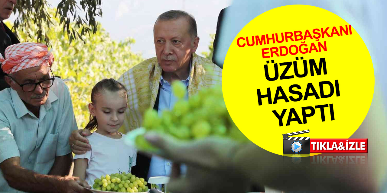 Cumhurbaşkanı Erdoğan Manisa'da bağa girip üzüm hasadı yaptı