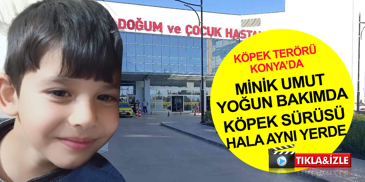 Konya'da başıboş köpeklerin saldırdığı minik Umut yoğun bakımda! Babasından yetkililere çağrı