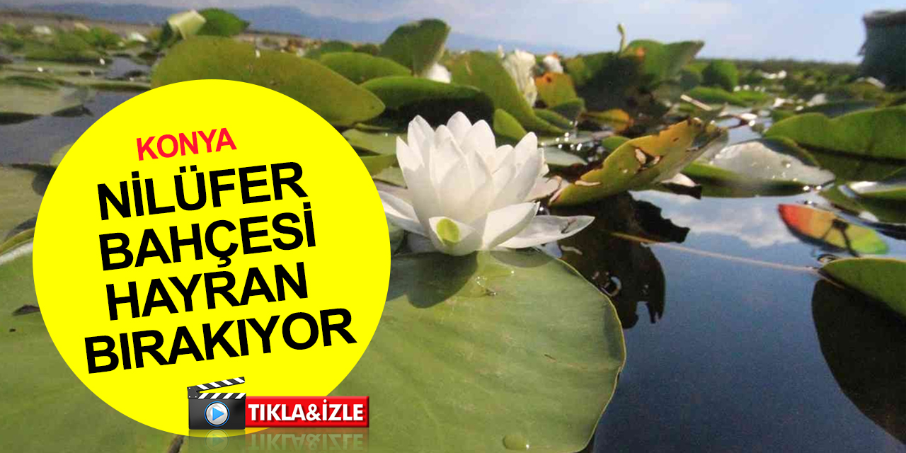 Konya'da bir gezi rotası daha! Nilüfer bahçesi doğal güzelliğiyle hayran bırakıyor