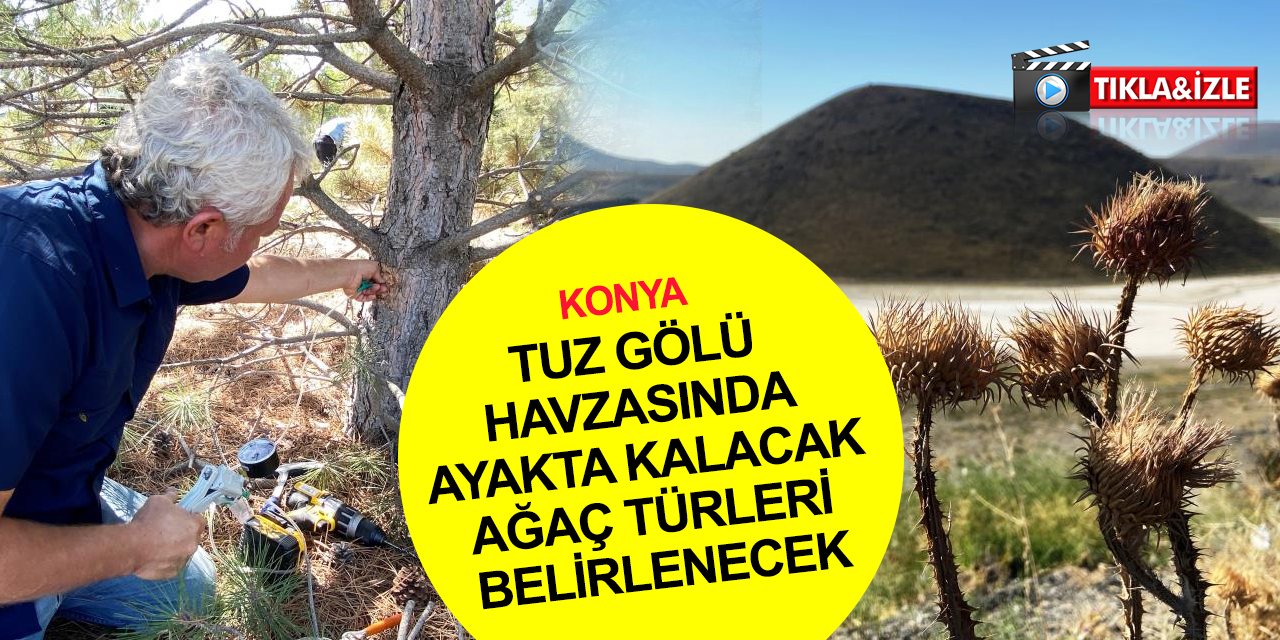 Konya Meke Gölü'nde çalışmalar başladı! Tuz Gölü havzasında 30-40 yıl sonra ayakta kalacak ağaç türleri belirleniyor