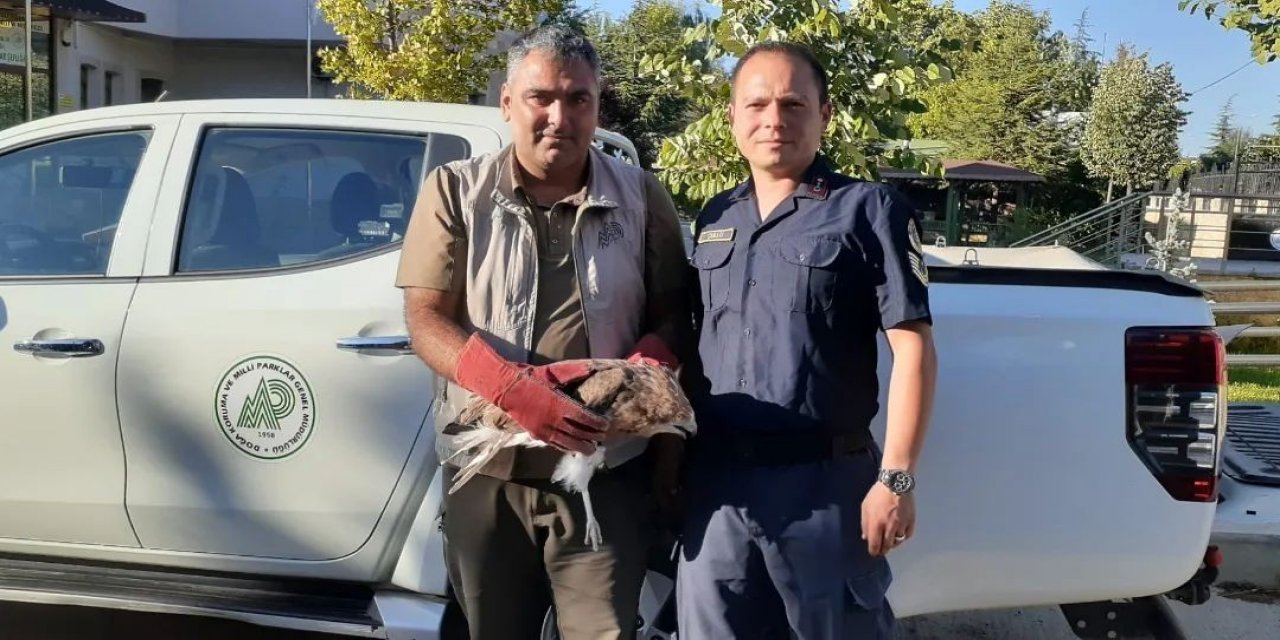 Konya’da kızıl şahin bulundu! Uçamayan kuş koruma altına alındı