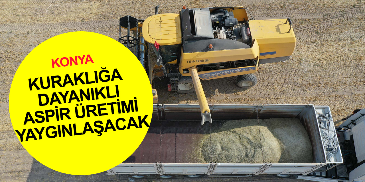 Konya Büyükşehir aspir hasadı yaptı! Yağı çıkarılıp geliri sosyal desteklerde kullanılacak