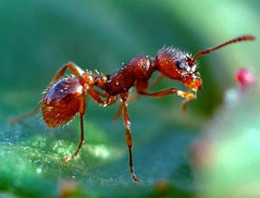 Karıncaların gen haritası çıkarıldı