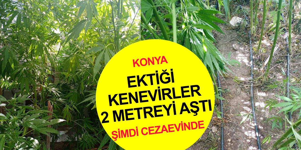 Konya’da bahçesini damlama sulamayla kenevir tarlasına çeviren şahıs tutuklandı