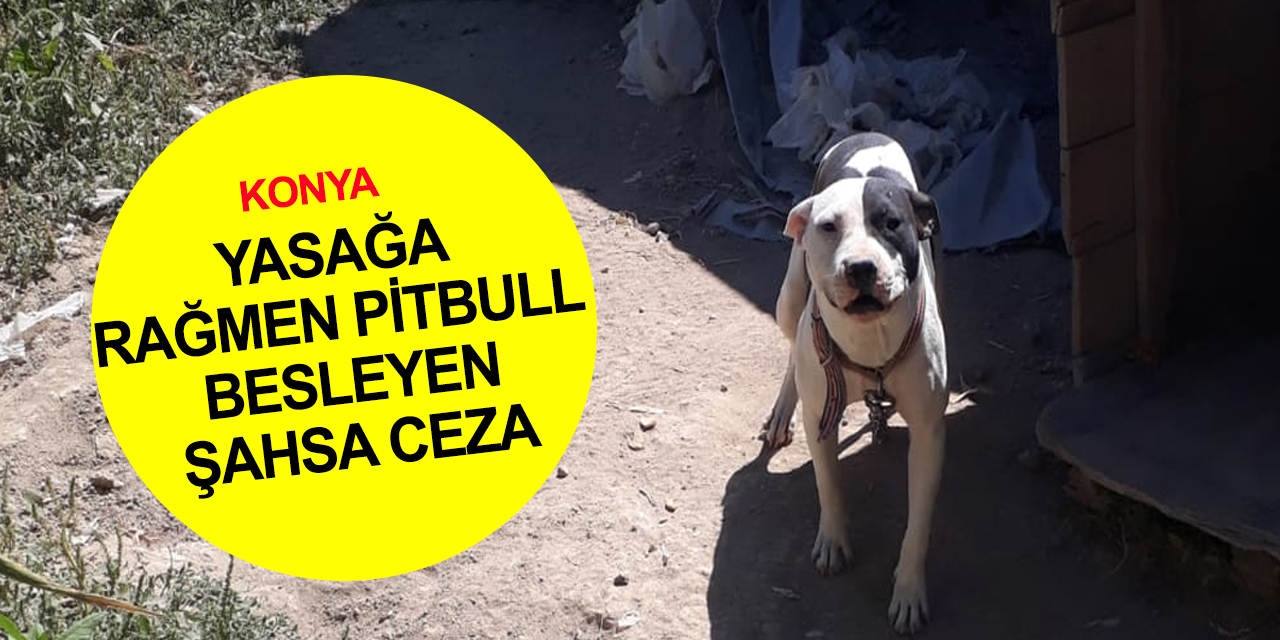 Konya’da yasağa rağmen pitbul besleyen şahsa 15 bin lira ceza