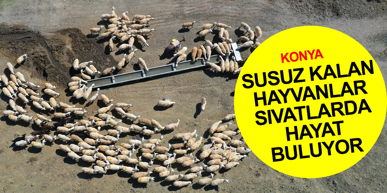 Konya Büyükşehir’den hayvanlara içme suyu tesisi! Sıvatlar can suyu oldu