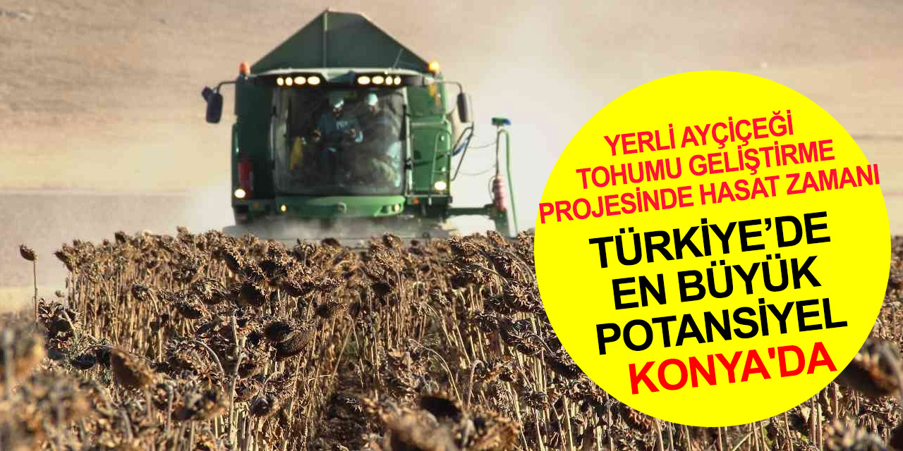 Konya haber! Yerli Ayçiçeği Tohumu Geliştirme ve Çiftçi Destekleme Projesi 2'inci yılında devam ediyor