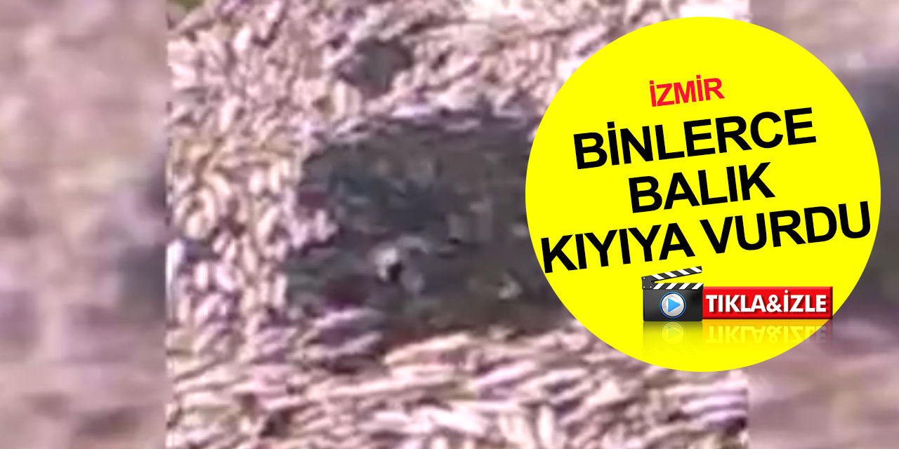 İzmir'de toplu balık ölümü! Binlercesi kıyıya vurdu