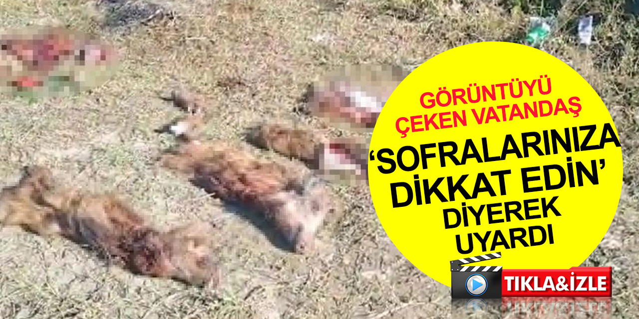 İstanbul'da mide bulandıran olay! Ormanlık alanda avlanan 6 domuzun sadece sakatatları bırakıldı