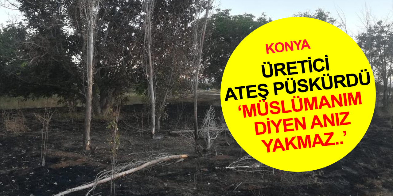 Konya Hüyük'te eş zamanlı yakılan anızlar çilek bahçeleri ve ağaçlara zarar verdi! Çiftçiler ateş püskürdü