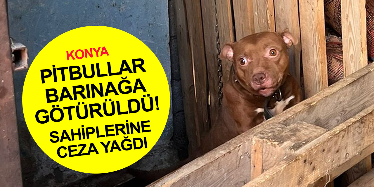 Konya polisi gözlerinin yaşına bakmadı! Pitbulllara el konuldu, besleyen 3 kişiye ceza yağdı