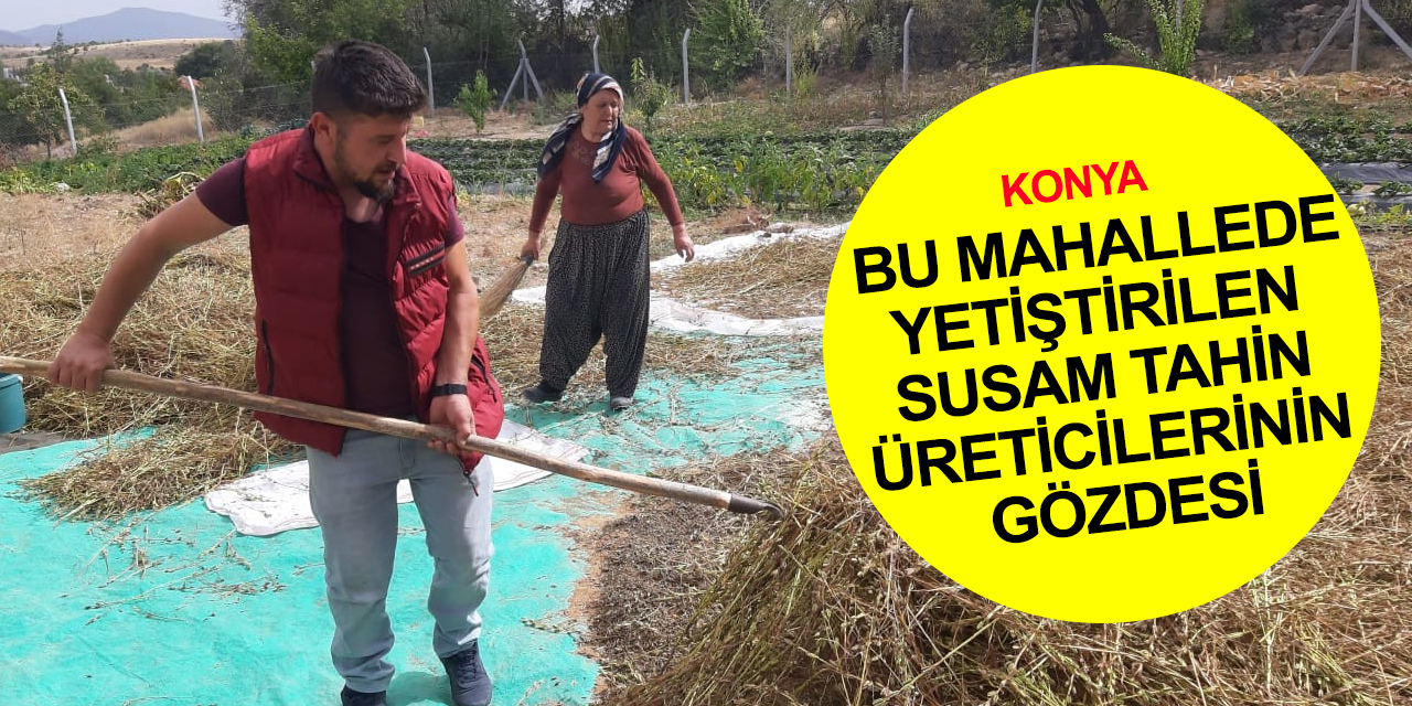 Konya'da Bozkır'dan sonra bir mahalle daha susamıyla tahin üreticilerinin gözdesi oldu