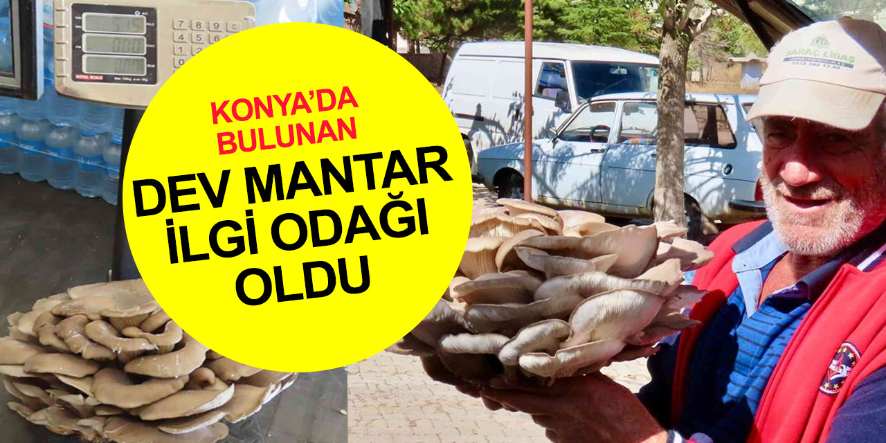 Konya'da çobanın ağaç gövdesinde bulduğu 5 kiloluk dev mantar hayrete düşürdü!