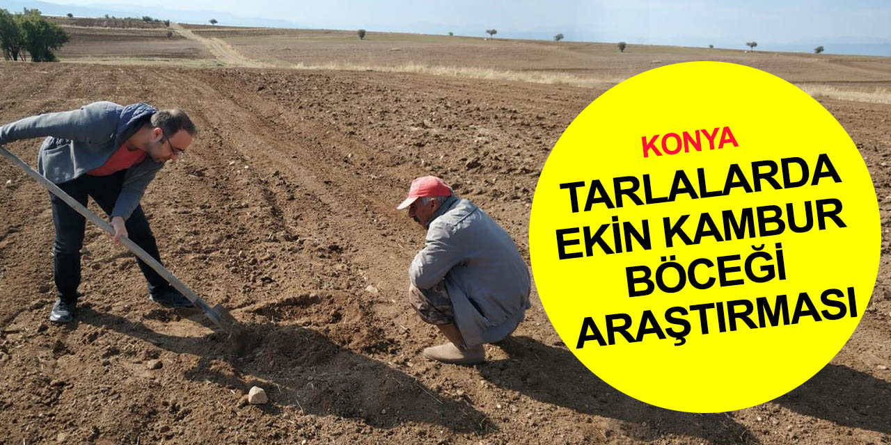 Konya'da buğday ve arpa ekimi vakti geldi! Beyşehir'de ekin kambur böceği zabrus araştırması yapıldı