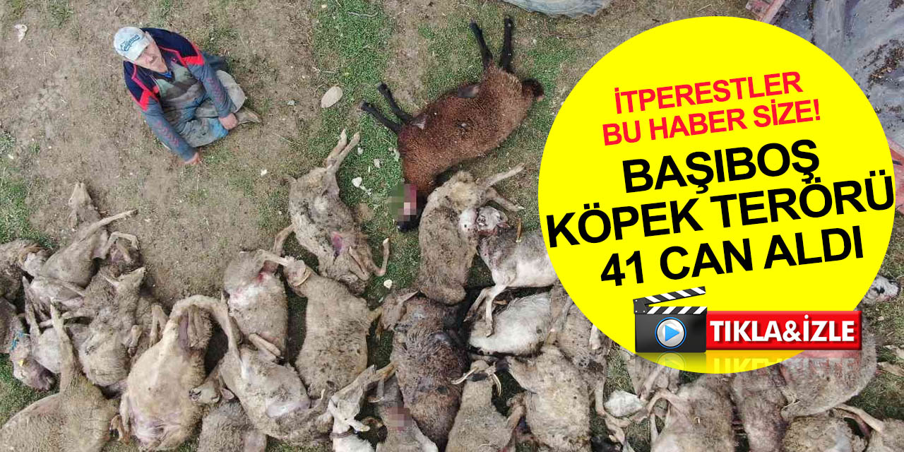 Başıboş köpek terörü her yerde! Çoğu gebe 41 koyunu telef olan vatandaş isyan etti