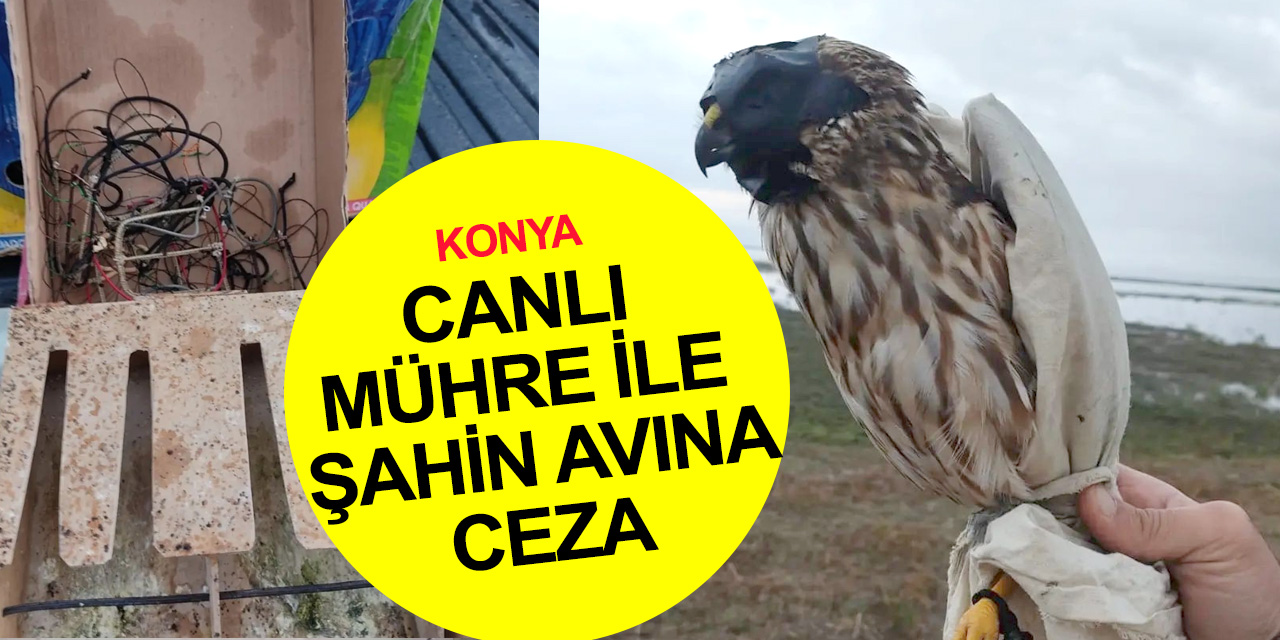 Konya’da Milli Parkta canlı mühre ile şahin avlayan 2 kişiye para cezası!