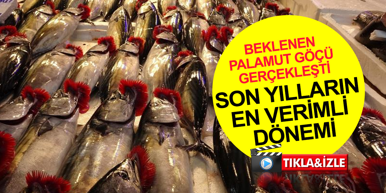 Balıkçılar 'bu sezon bol olacak' demişti! Palamutlar göçtü.. İşte yeni fiyatlar