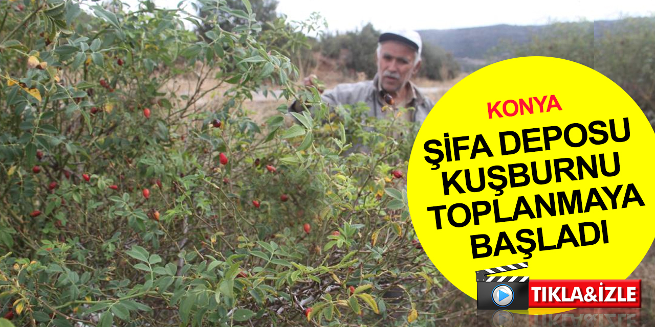 Konya'da şifa deposu kuşburnu vakti! Dağlık alanlarda toplanmaya başladı