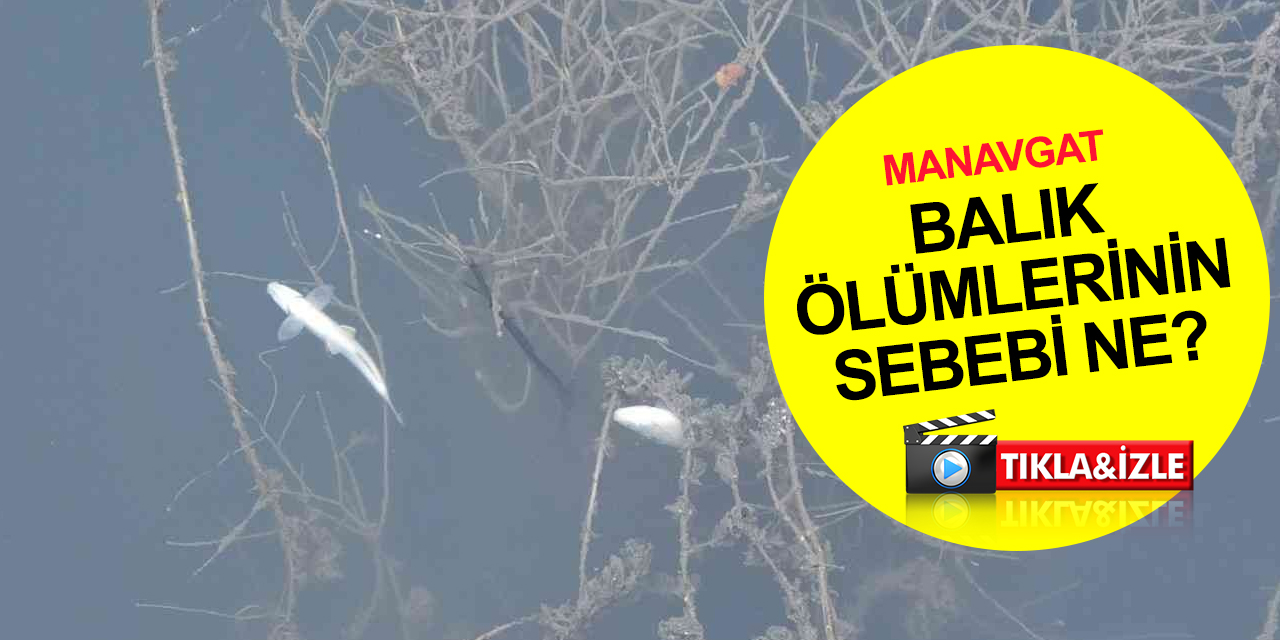 Manavgat’ta balık ölümleri korkuttu!