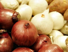 Kışlık soğan çiftçinin yüzünü güldürüyor