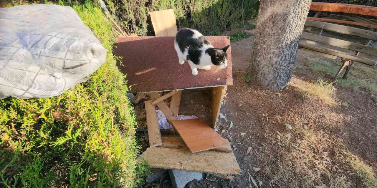 Köpeklerin saldırısından korkup ağaçta mahsur kalan kediyi itfaiye kurtardı