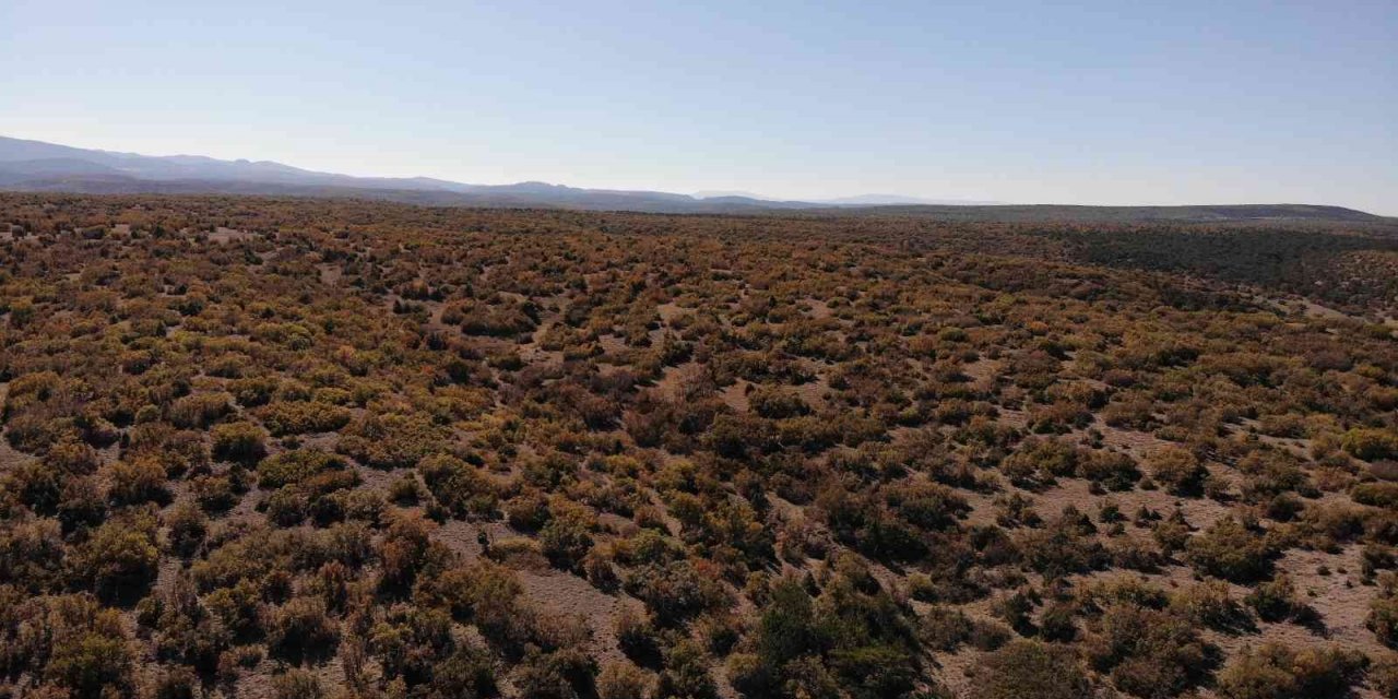 Kışa hazırlanan ağaçlar renk cümbüşü oluşturdu