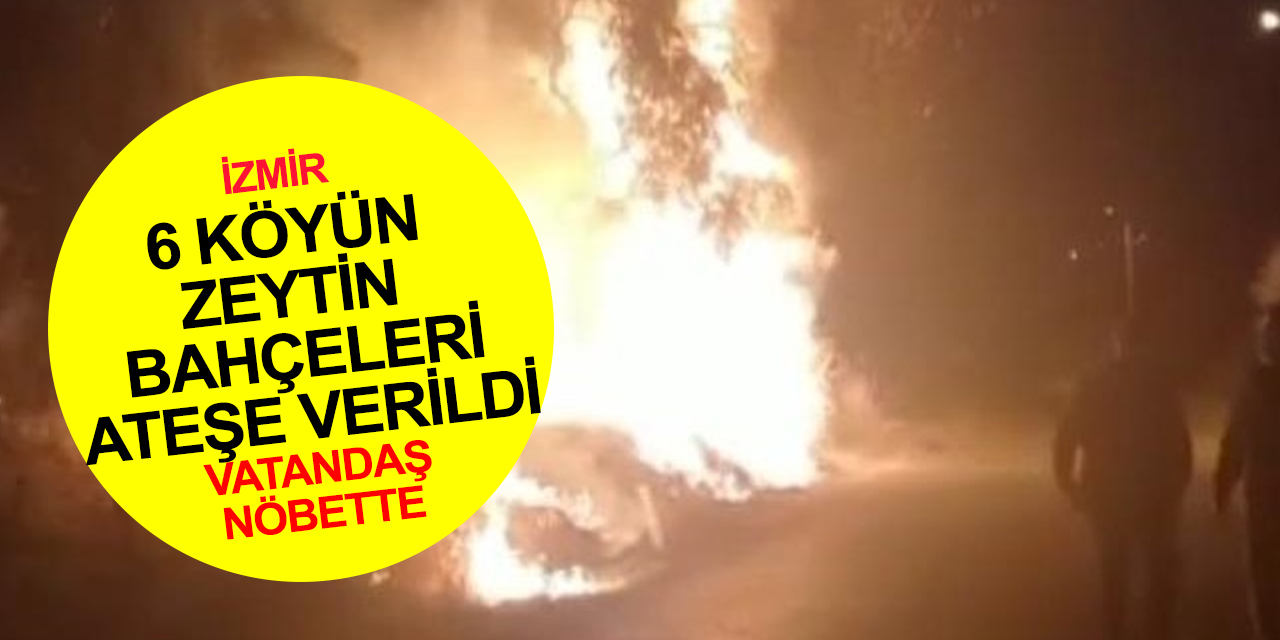 İzmir'de köylüler nöbette! 6 köyün zeytinliği ateşe verildi! 1 şüpheli gözaltına alındı