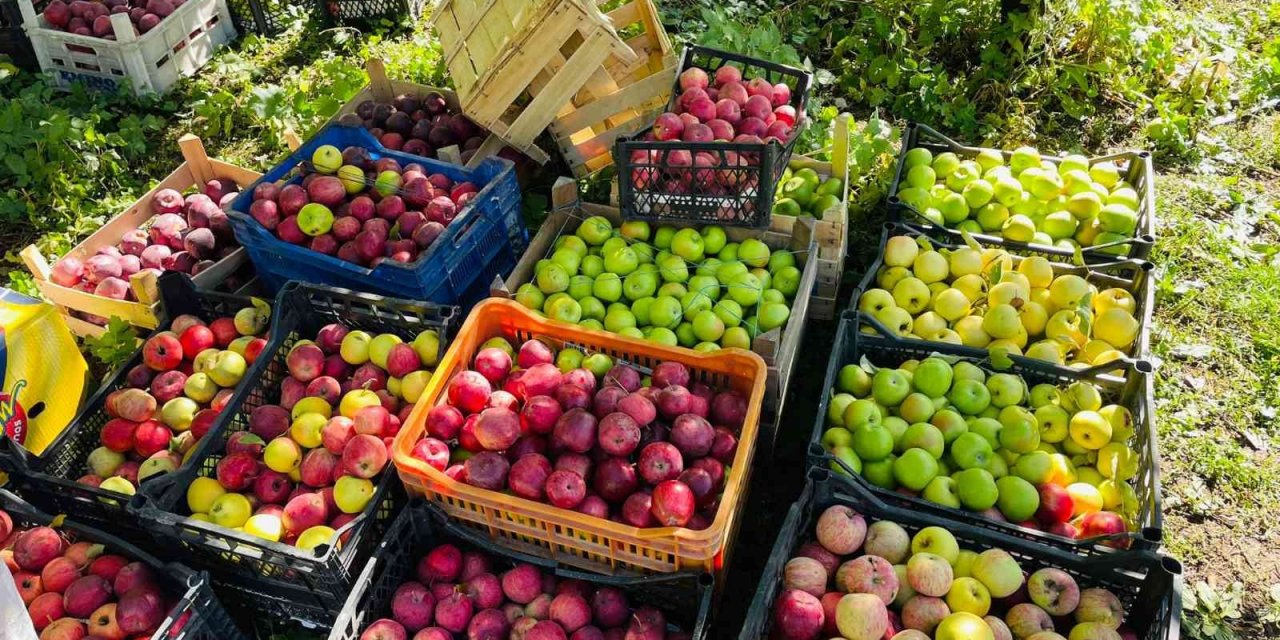 Tatvan’da elma hasadı