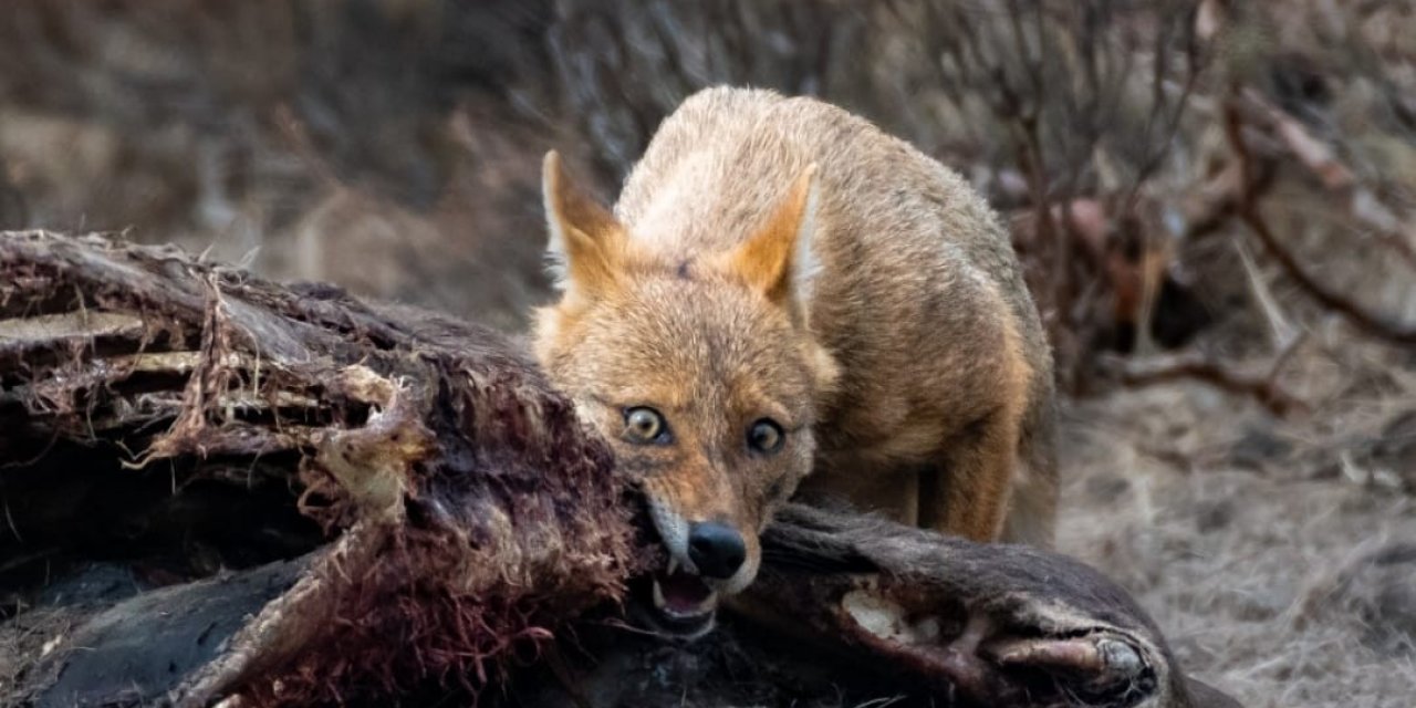 Çakal avını böyle parçaladı