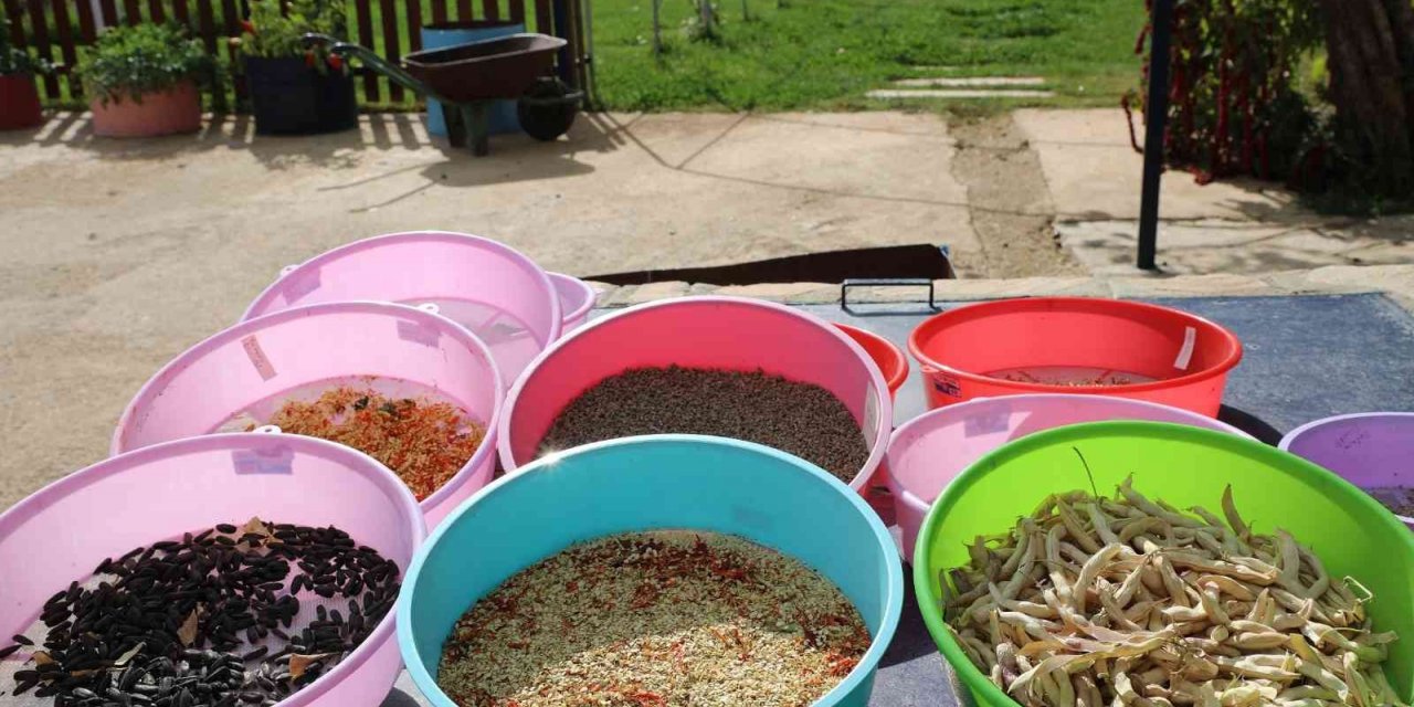 2023 yılının ata tohumları dağıtıma hazırlanıyor