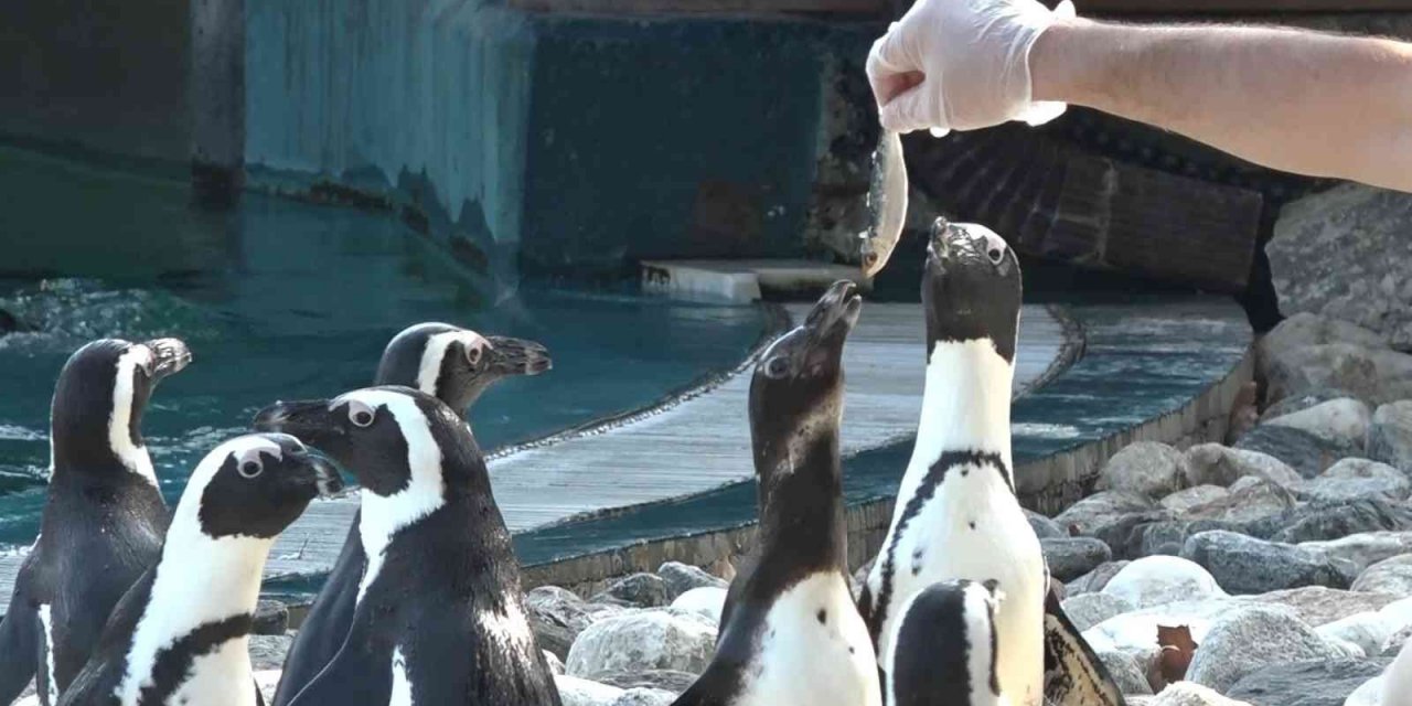 Penguenlerin balık keyfi