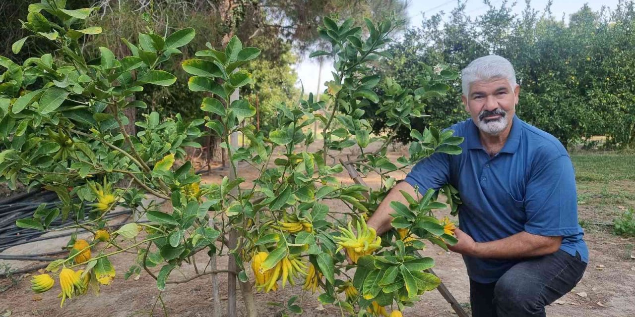 Parmaklı narenciye şaşkına çeviriyor