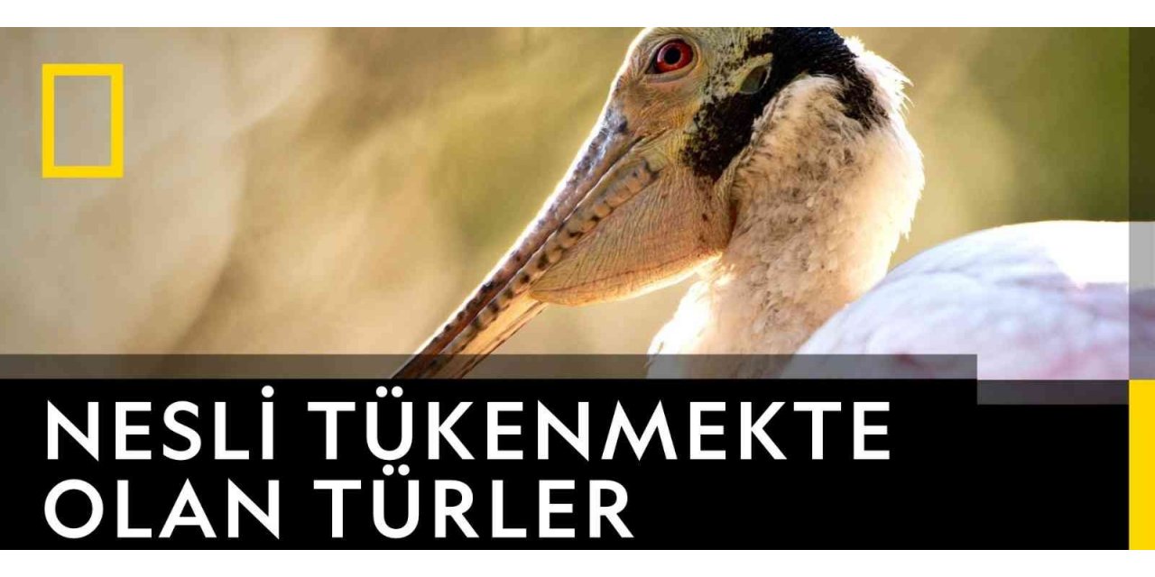 Tivibu Kasım’da özel yapımları izleyiciyle buluşturuyor