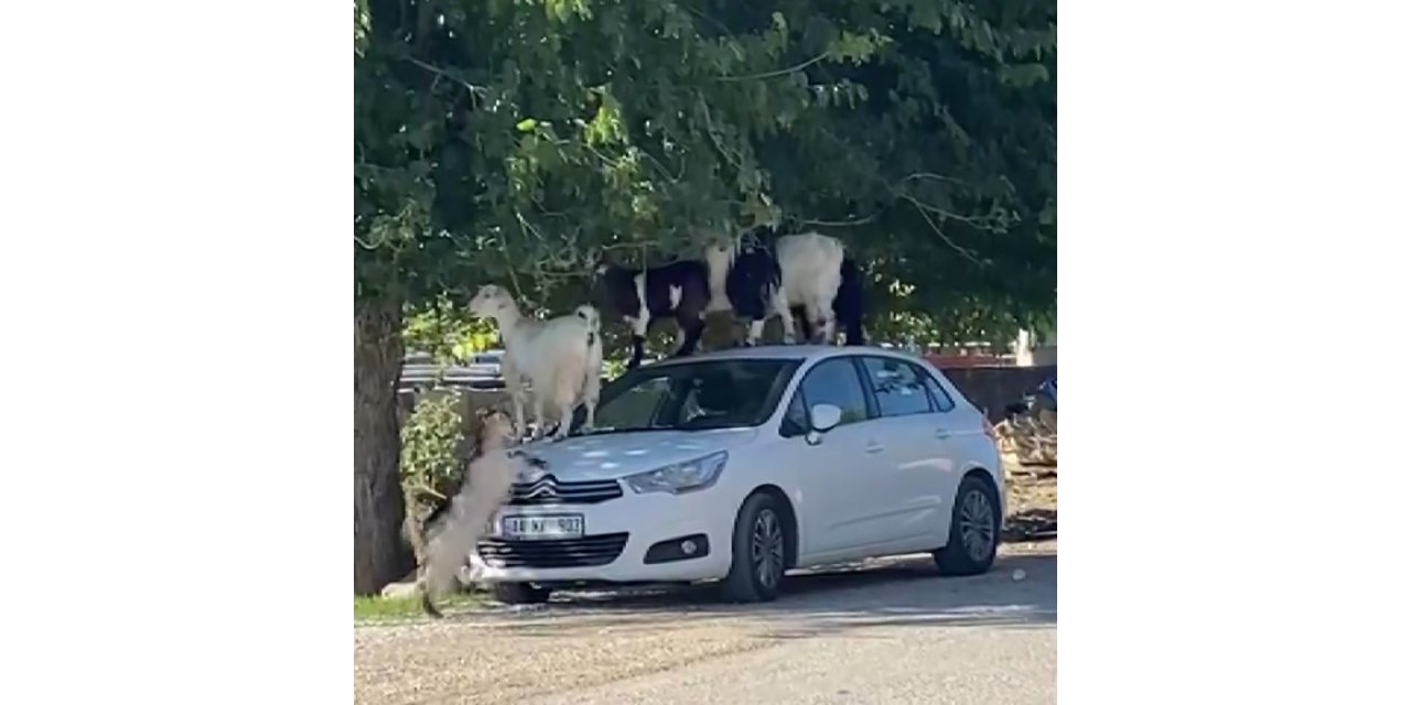 Elazığ’da keçiler otomobilin üzerine çıkarak yaprak yedi