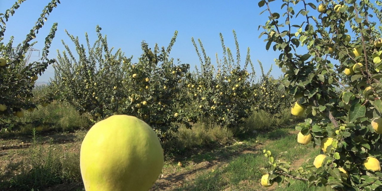 Dalların altın sarısındaki yüksek verim üreticinin yüzünü güldürdü