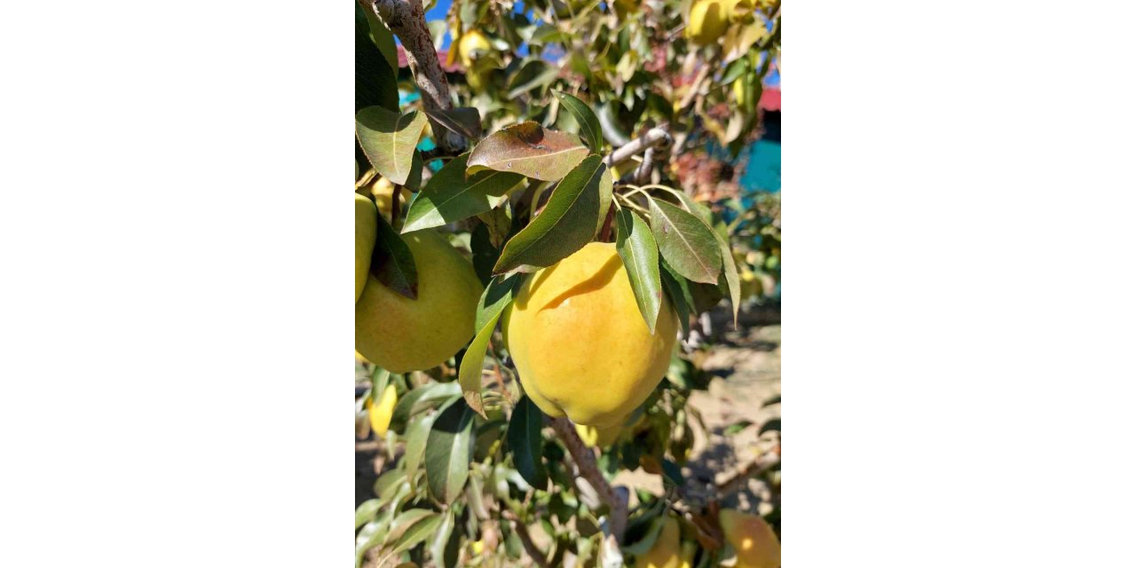 Sungurlu’da armut hasadı başladı