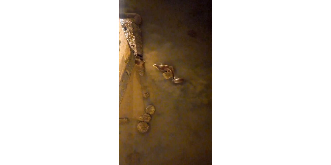 Su samurlarının balık ziyafeti