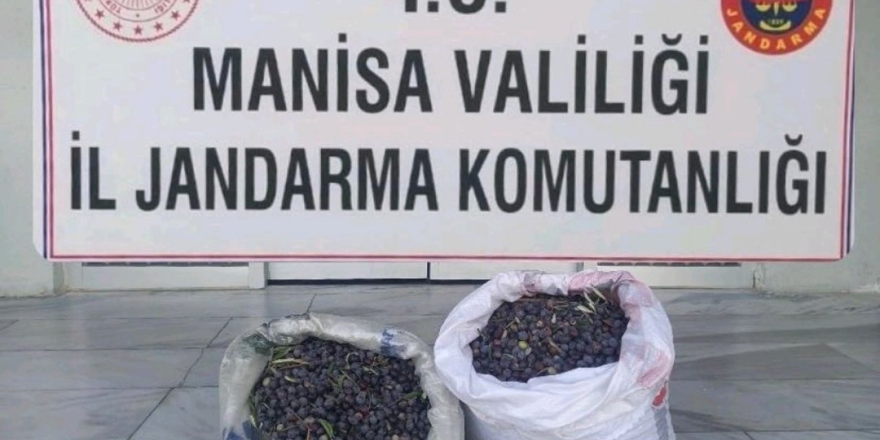 Zeytin hırsızlığı şüphelisini kamera kayıtları yakalattı